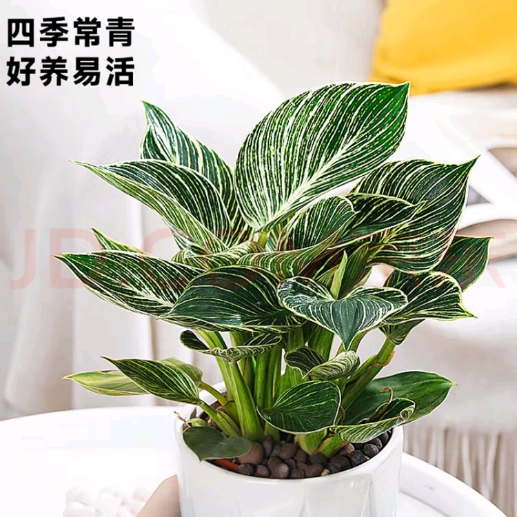 铂金钻