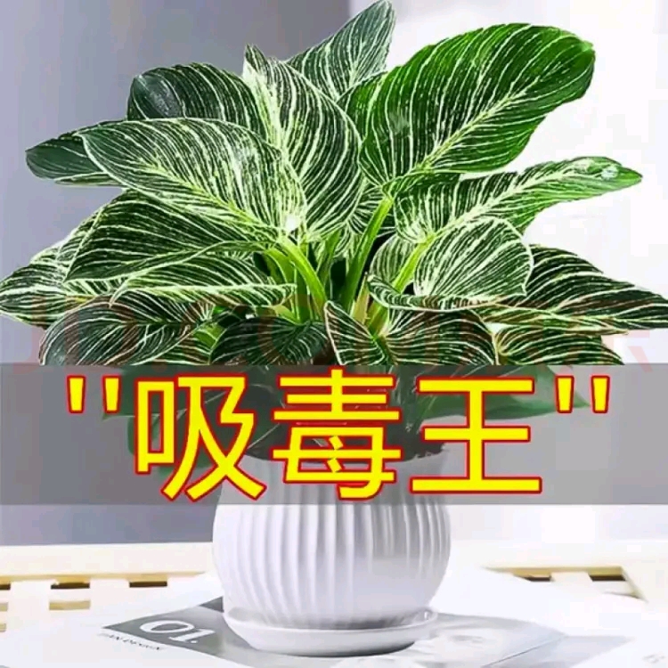 铂金钻