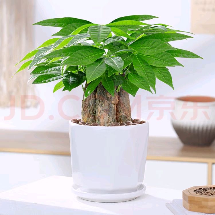 小发财树