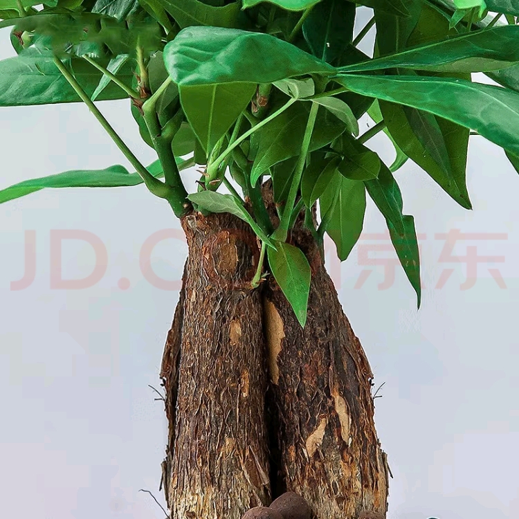 小发财树
