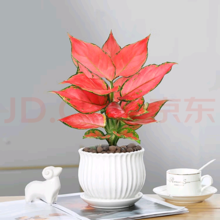 吉利红
