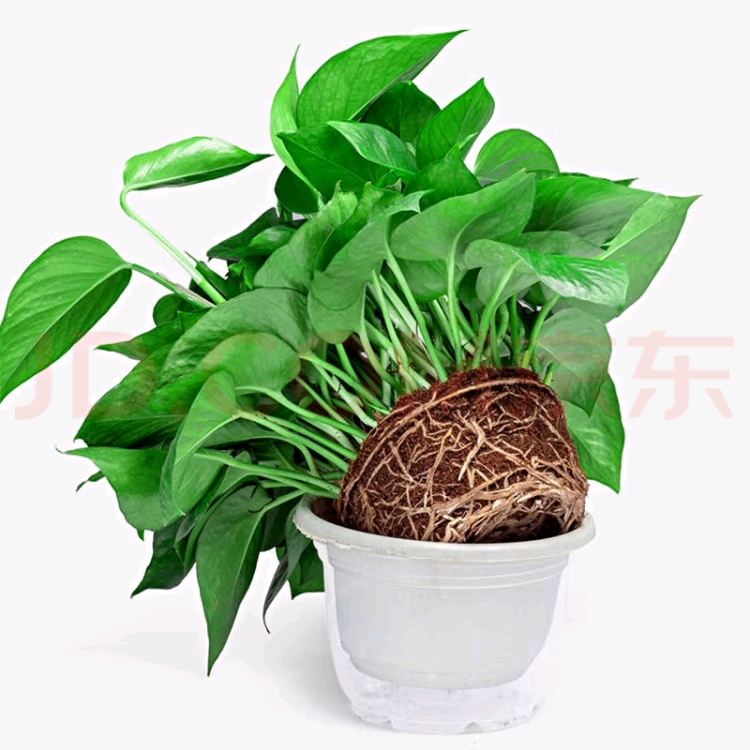 小绿萝