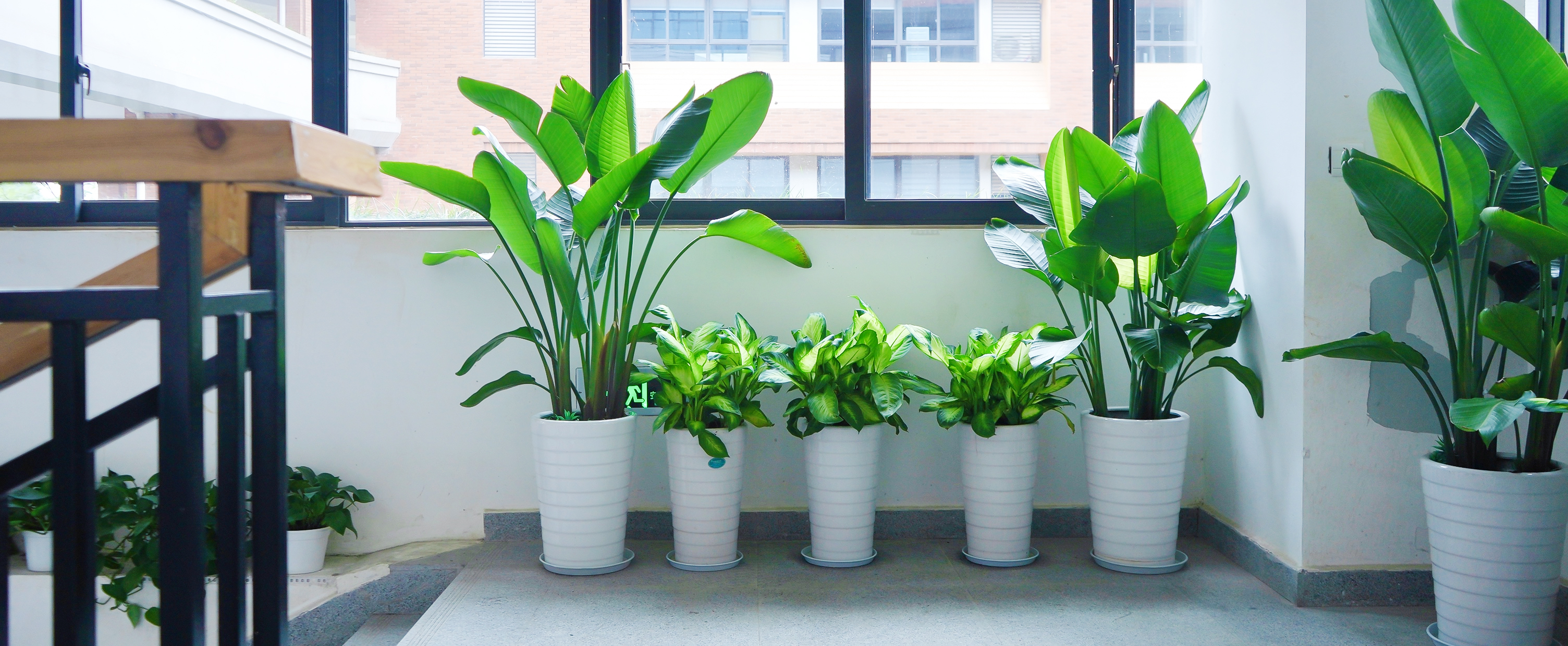 成都大型绿植组景