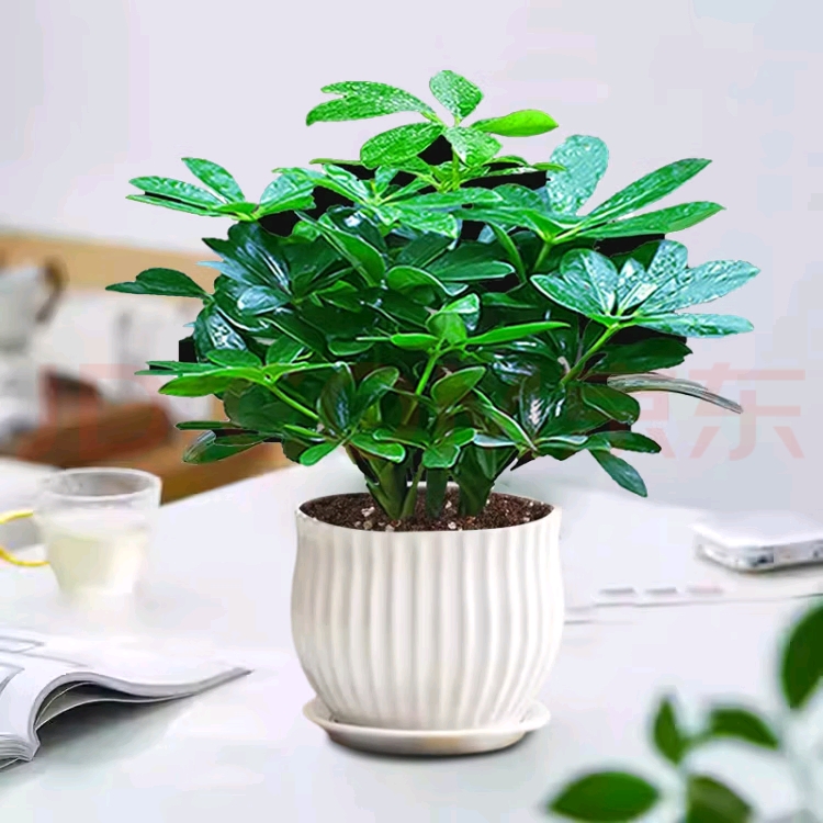 小鸭脚木