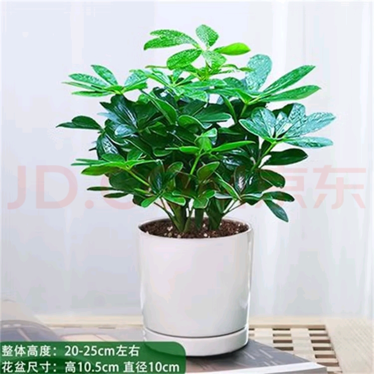 小鸭脚木