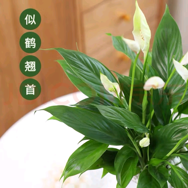 一帆风顺