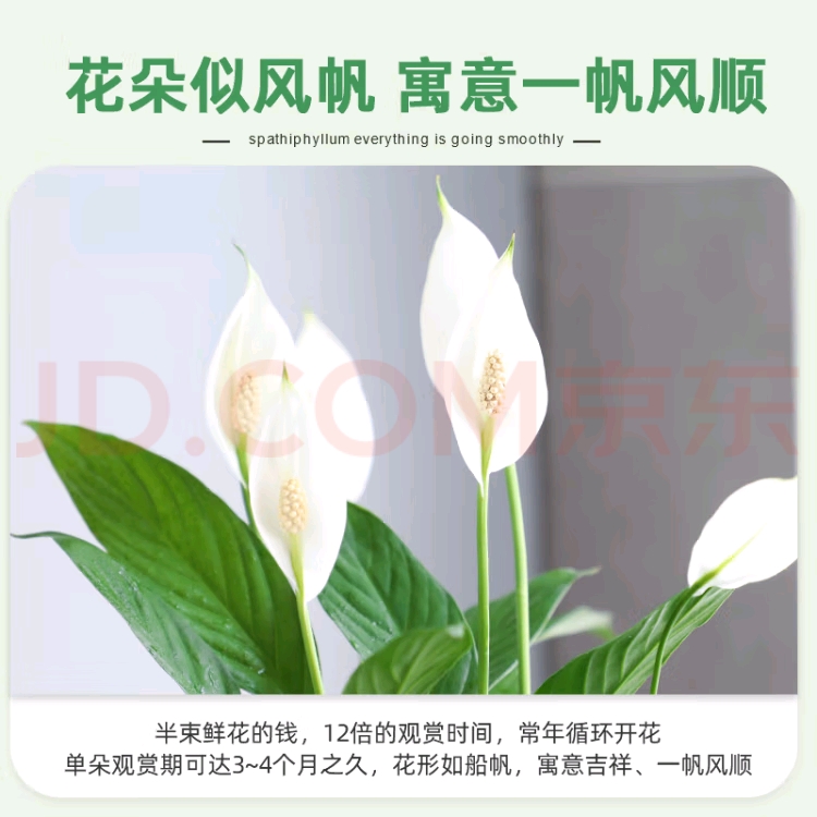 一帆风顺