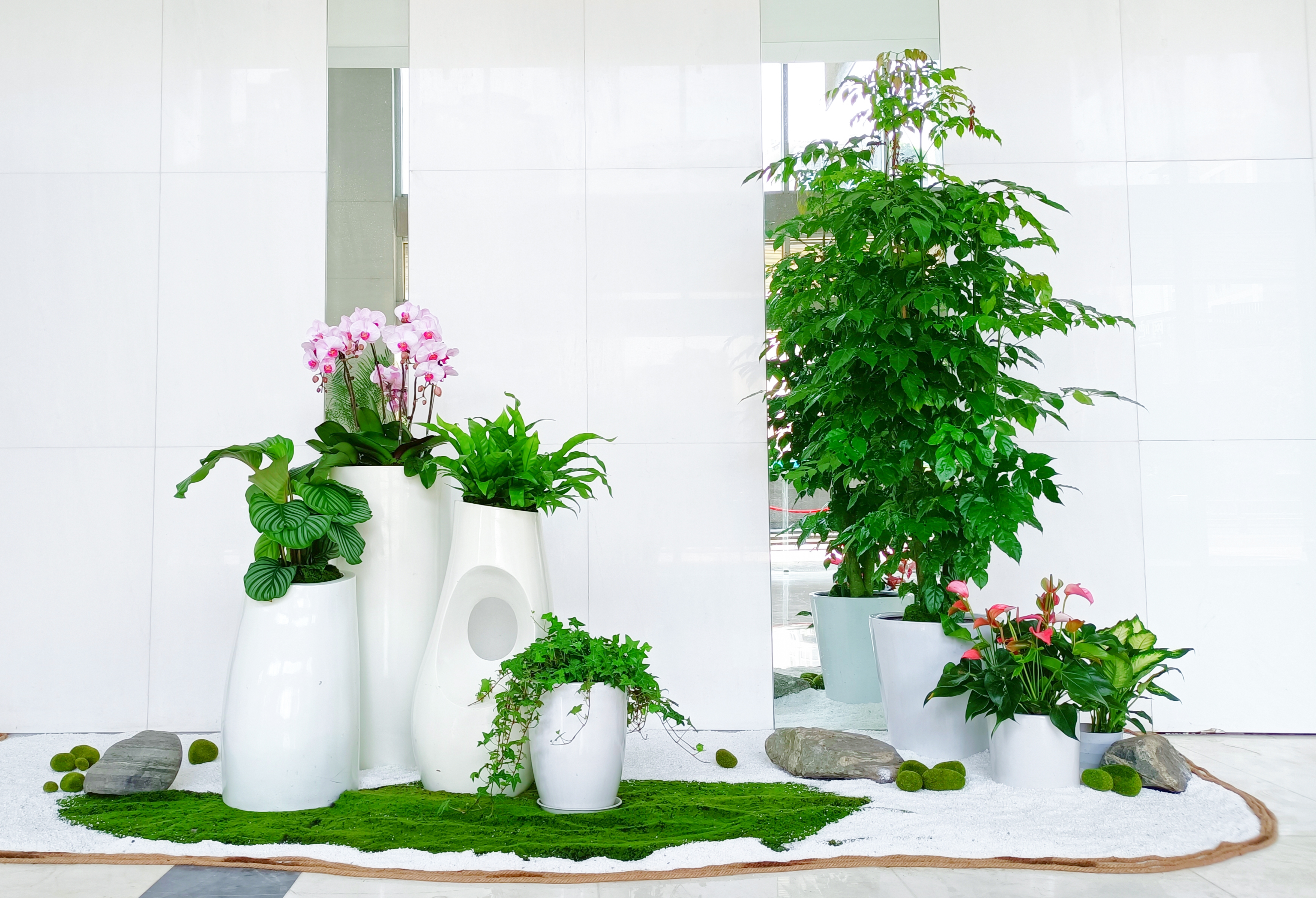 绿植批发直供